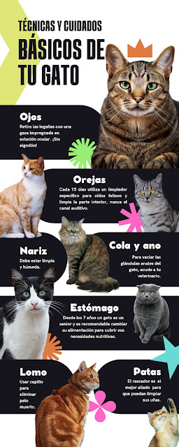 Los Cuidados Esenciales para tu Gato