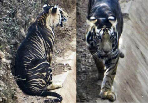 Harimau Hitam 'Ultra-Rare' Dilaporkan ‘Munculkan Diri’