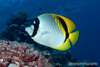 Lined Butterflyfish