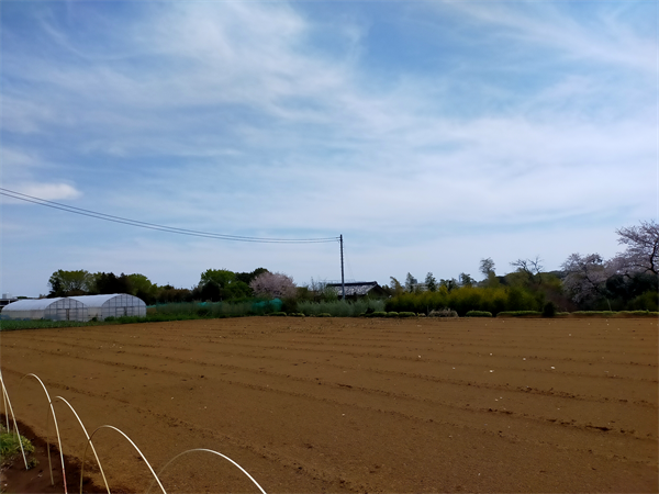 ここも横浜