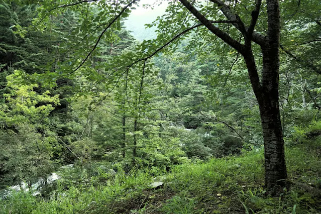 Bagaimana Ekosistem Hutan Didefinisikan