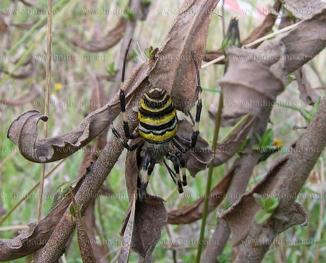 Argiope bruennichi - © http://www.baducanu.eu