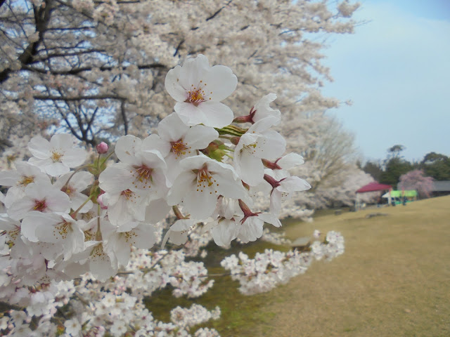 とっとり花回廊の桜の広場のソメイヨシノ桜