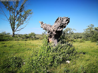 NATURE, Castelo de Vide, Alentejo, Portugal