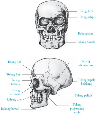 Keberadaan tulang tengkorak begitu penting bagi kepala Pintar Pelajaran Gambar Tulang Tengkorak Manusia