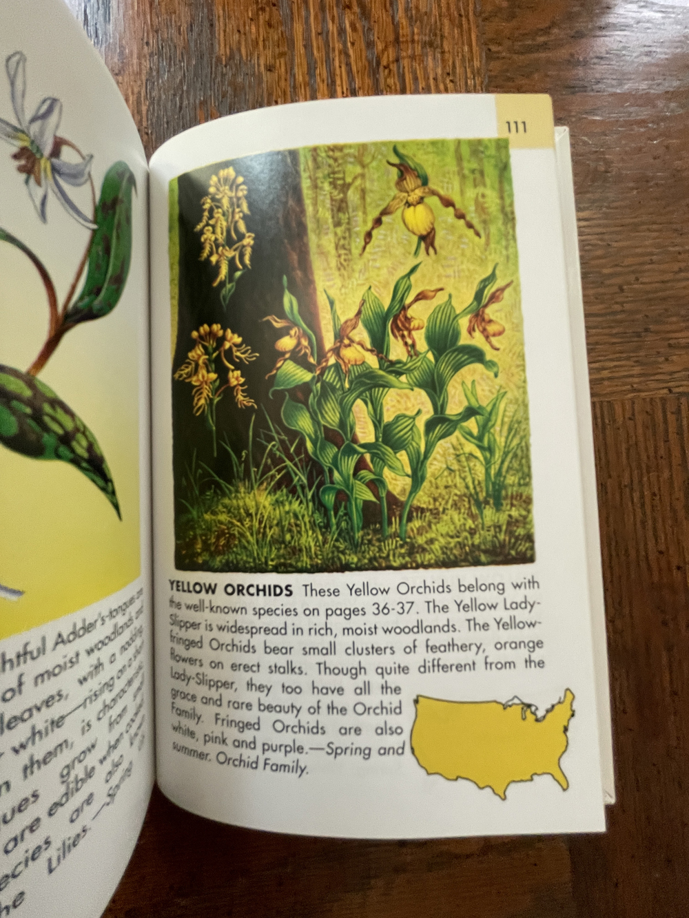 Yellow Orchids in Wildflowers: A Guide to Familiar American Flowers by Herbert S. Zim and Alexander C. Martin