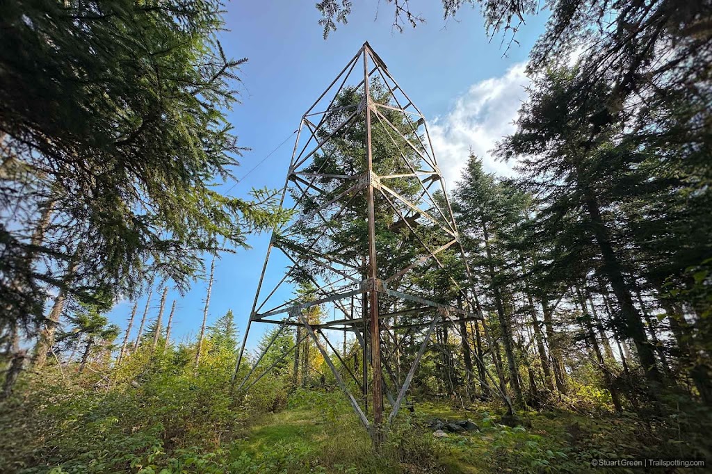Short fire tower surrounded by trees. With another tree growing in the middle of the tower's frame.