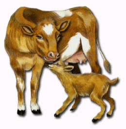 Gif vaca