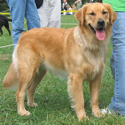 cute golden retriever puppy pics. Golden Retriever - The hunting