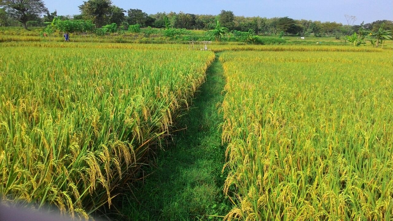 SMP Negeri 2 Ngimbang Sawah Padi Menguning Milik Bu Meda