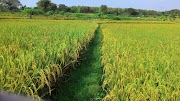 20+ Gambar Padi Menguning Di Sawah