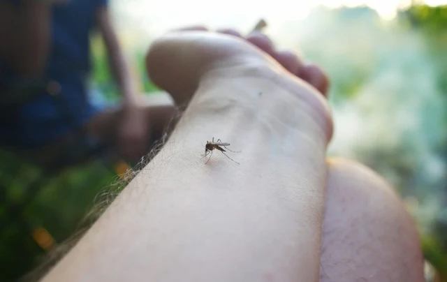 Estado do Rio de Janeiro registra primeiro caso de Febre Oropouche