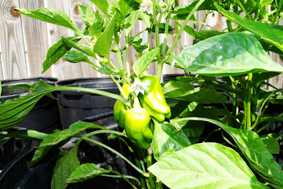 Cubanelle Sweet Peppers at Alejandro Farm