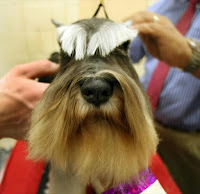 Westminster Kennel Club Dog Show