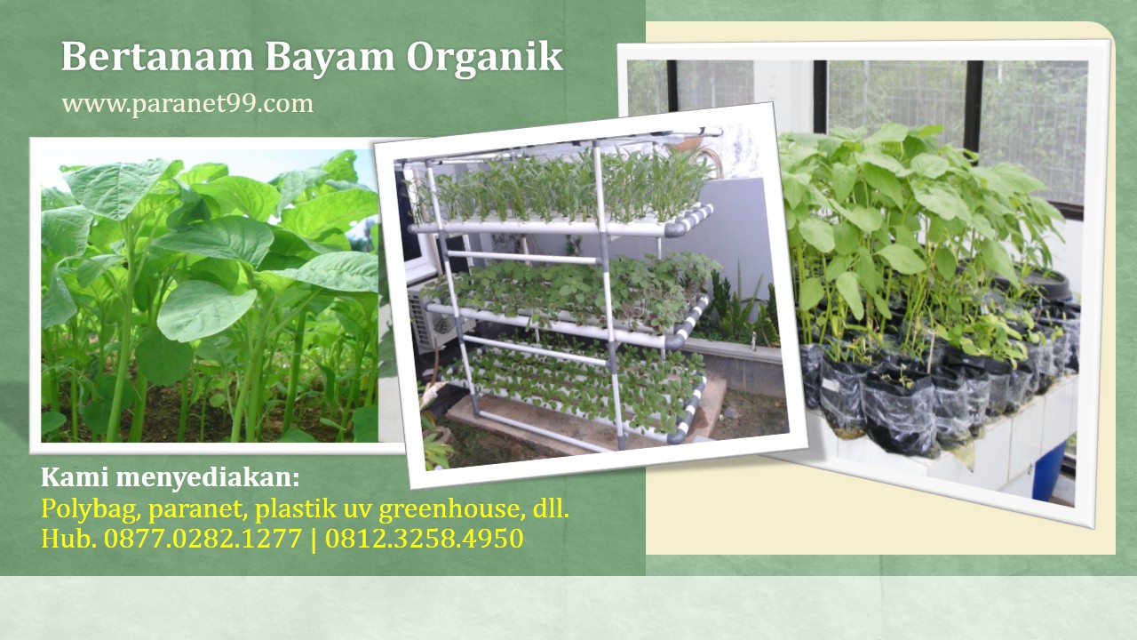 Bertanam Bayam Organik di Rumah Dengan Mudah, Murah, Sehat 