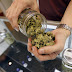 Colorado Sells $34 Million In Marijuana In One Month: $3.4 Million Goes To Schools, And Crime Down 15%...