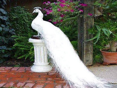 Peacock on a pedestal allfreshwallpaper