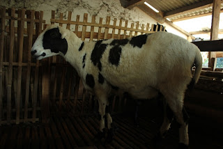 cara beternak ayam potong yang sukses