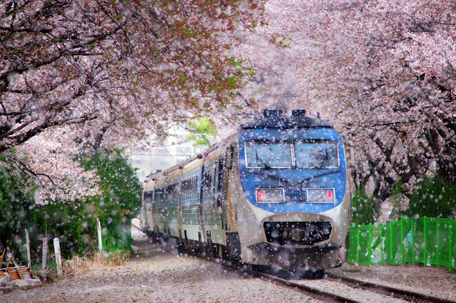 Sakura Cherry Rail Tunnel, Japan