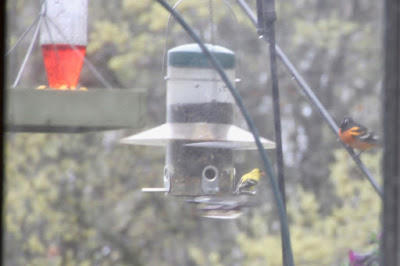 first Baltimore oriole of the season