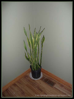 Sansevieria