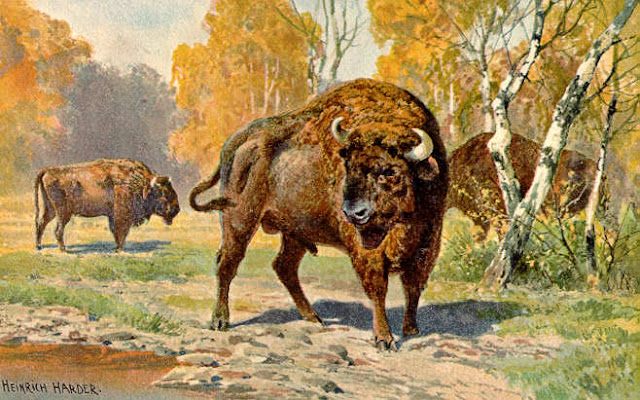 Bison Antiquus