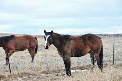 Quarter Horse bay ranch horse in field