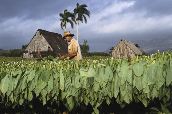 OTRA  MARCA DE TABACO: CUABA