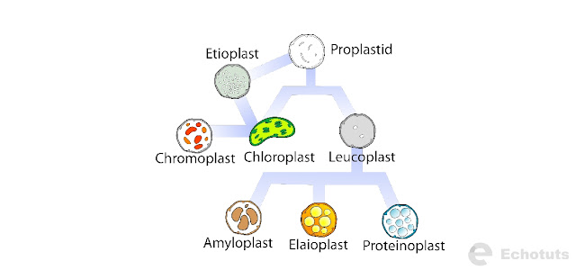 Pengertian dan Tipe-tipe dari Plastida - Struktur Plastida - echotuts