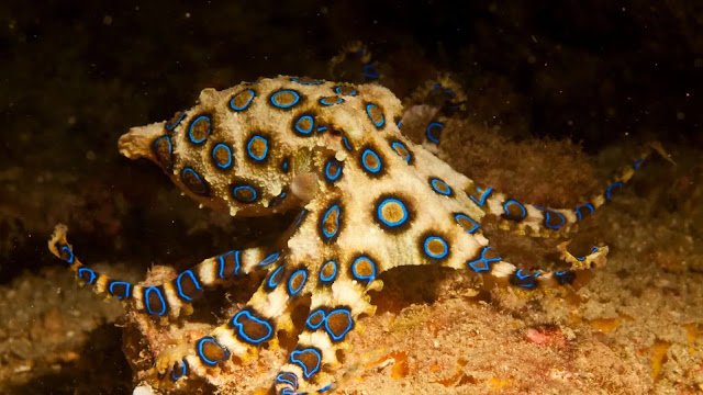 Blue Ringed Octopus