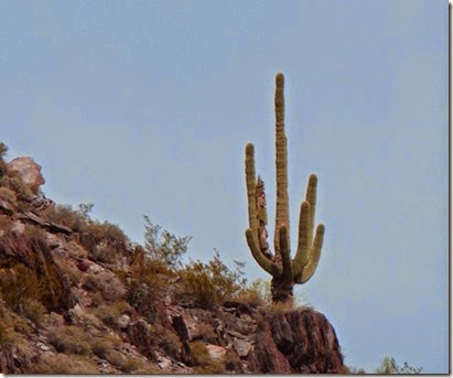 Cave Creek Regional Park Saguaro