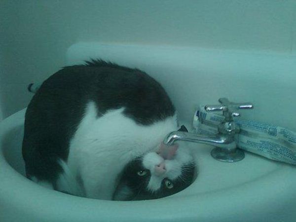 funny cat pics, cat photos, funny cats