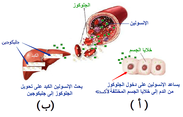 تحويل الجلوكوز إلى جليكوجين بفعل الأنسولين