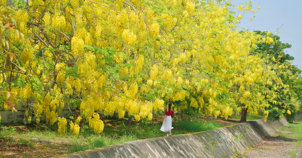 嘉義六腳蒜頭糖廠蔗埕文化園區阿勃勒網紅景點，阿勃勒五分車