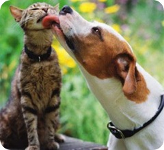 perro y gato