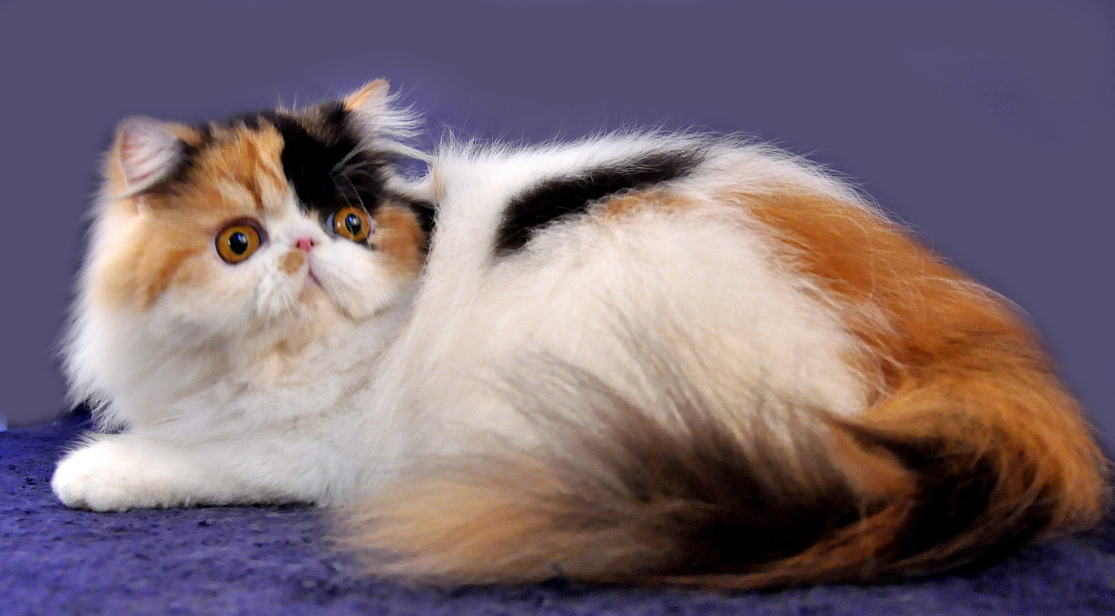 Kucing Persia Kucing Yang Terpopuler Sukses Beternak Kucing Ras