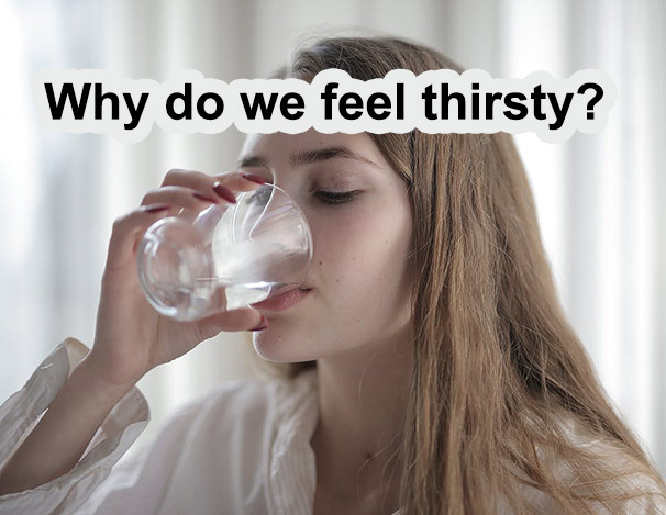 Why do we feel thirsty?