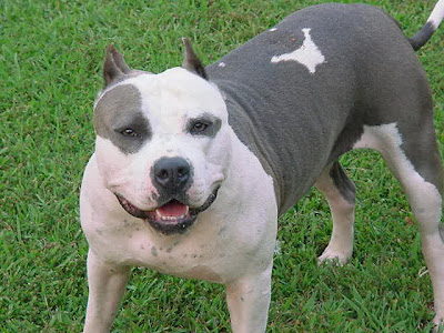 pitbull Picture