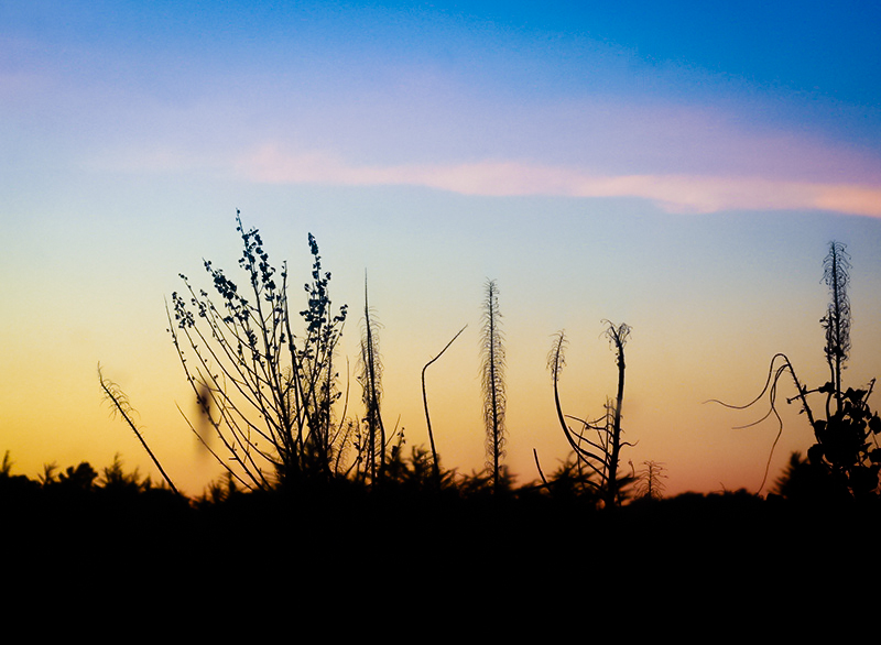 PLANTS