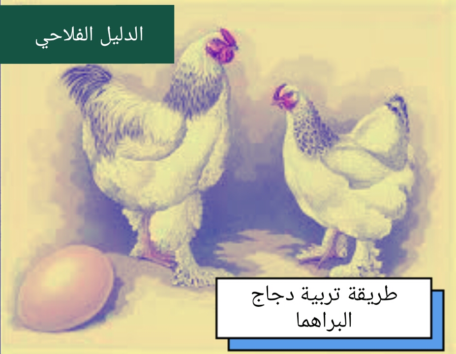 طريقة تربية دجاج البراهما