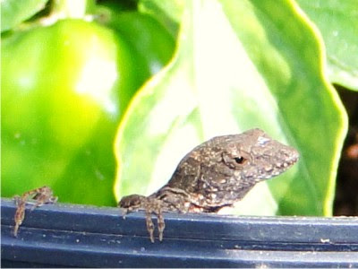 Texas Brown Anole Lizard