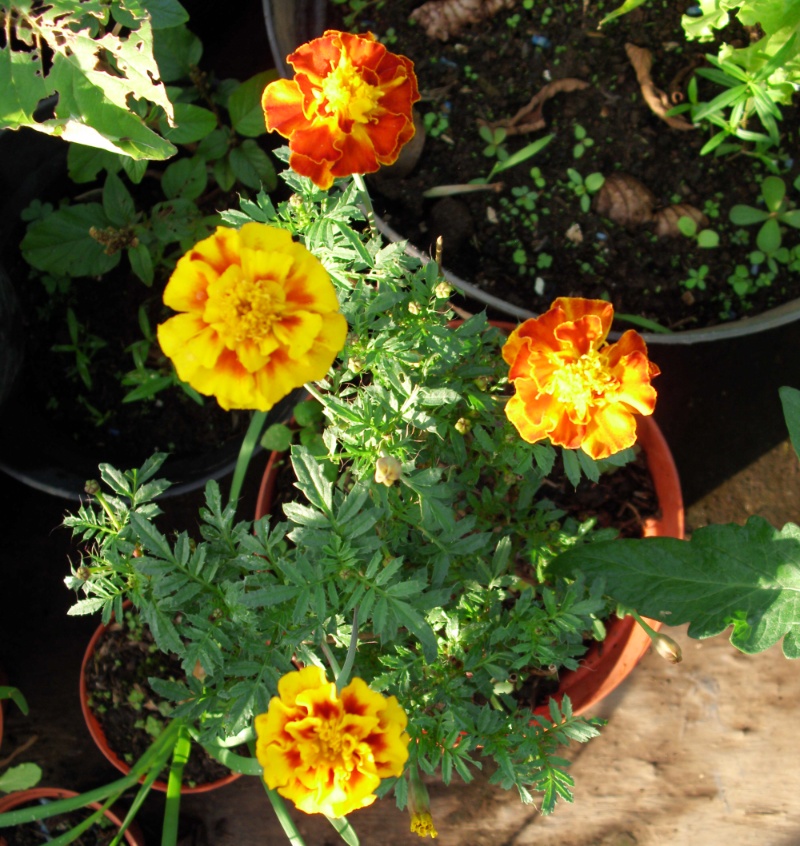 Menanam dan Memperbanyak Bunga Marigold pottedmemory