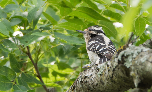 Downy Woodpecker