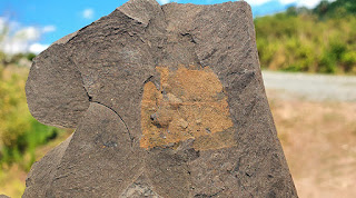 Fossiles Blatt in Ölschiefer - Rolands History Channel