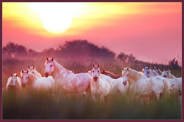 Animal Photography by Hennie van Heerden Seen On www.coolpicturegallery.us