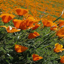 Amapola de California | ¿Para que Sirve?