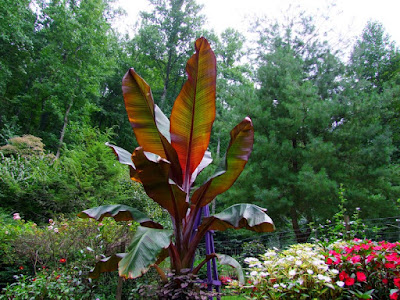 Ensete ventricosum Maurelii grow and care