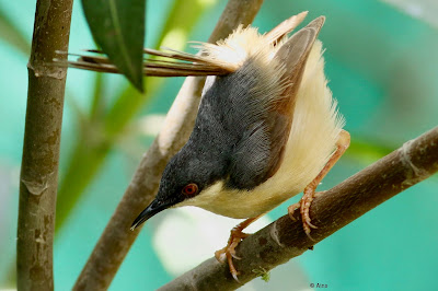 "Ashy Prinia, territorial display."