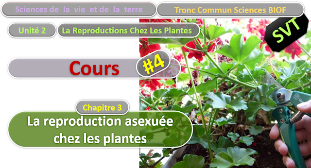 Télécharger | Cours | Tronc commun  Sciences  > La reproduction asexuée chez les plantes  (TCS Biof)  SVT  #4