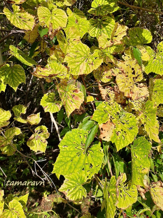 Виноград амурский (Vitis amurensis)